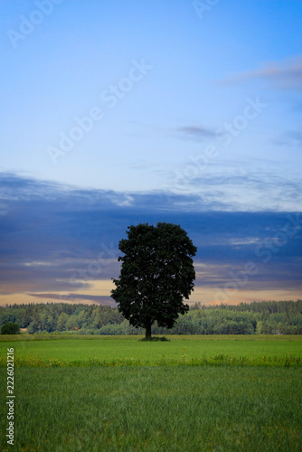 Solitary Maple tree in field at nightfall in the summer.