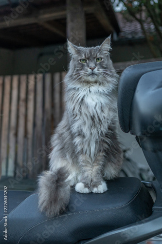 Fluffy maine coon cat with grey and white fur sitting on a motorcycle seat motorcycle domestic