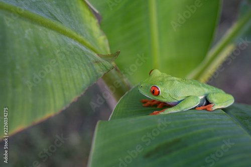 The selected part of the image most likely depicts the red-eyed leafhopper ( Agalychnis callidryas ), known for its bright green skin, orange legs, and large red eyes with vertical pupils.