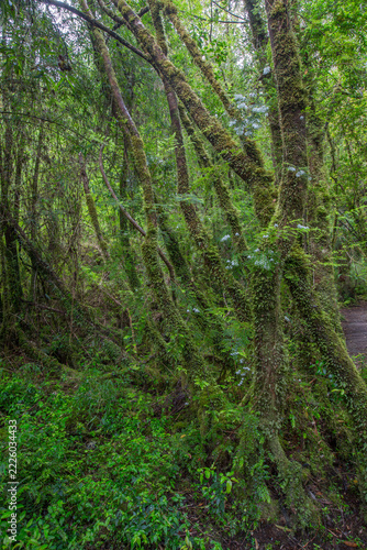 Lush rainforest scene with mossy trees and dense undergrowth in a wild temperate forest environment