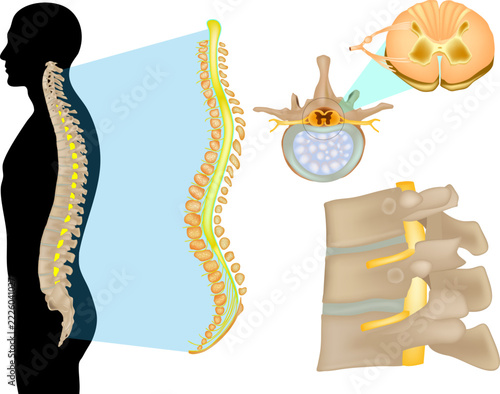 Human Spinal Cord Anatomy in Lateral Views.  Spinal Anatomy Illustration.  vertebral structures, intervertebral discs, spinal nerves, nerve roots, and cross sections of the spinal cord and vertebrae.