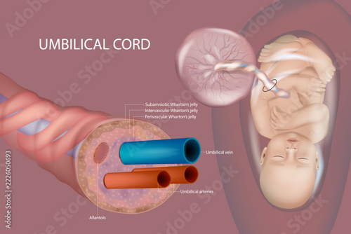 Human umbilical cord connecting a developing fetus to the placenta. The enlarged cross-sectional view shows the umbilical vein, two umbilical arteries, Wharton's jelly, and allantois.
