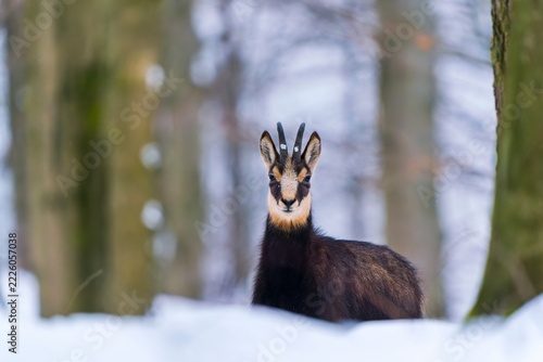 A chamois stands in the winter forest and looks at the camera. Winter scene with a chamois.  Rupicapra rupicapra