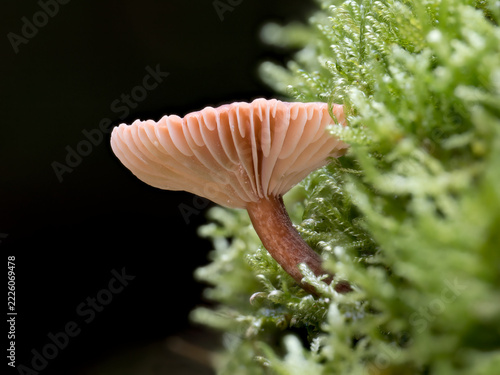 Collybia species, growing on moss