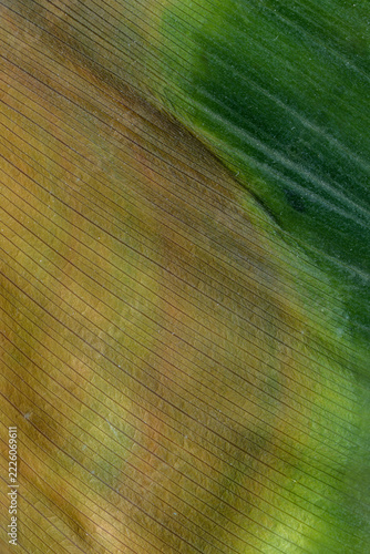 DETALLE Y ABSTRACCIÓN DE UNA HOJA DE ASPIDISTRA