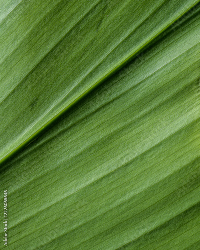 DETALLE Y ABSTRACCIÓN DE UNA HOJA DE ASPIDISTRA