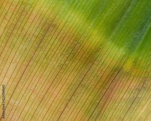 DETALLE Y ABSTRACCIÓN DE UNA HOJA DE ASPIDISTRA