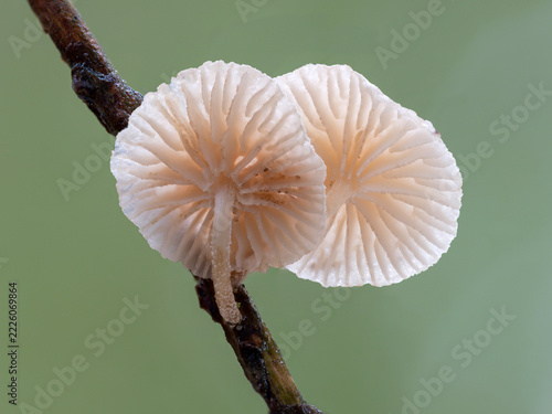Twig Parachute; Marasmiellus ramealis, A tiny gilled fungi
