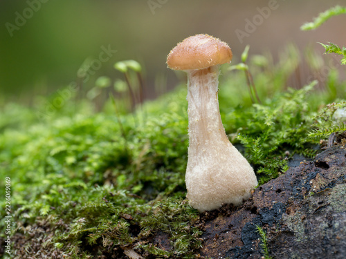 Honey Fungus, young specimen