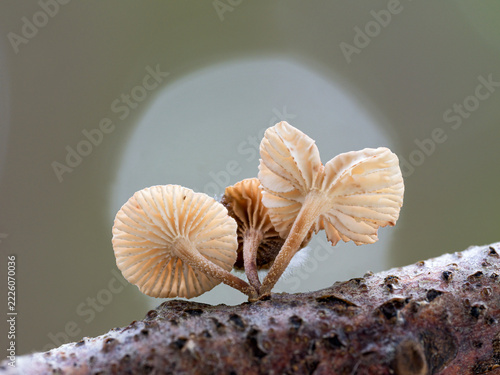 Twig Parachute; Marasmiellus ramealis, A tiny gilled fungi

