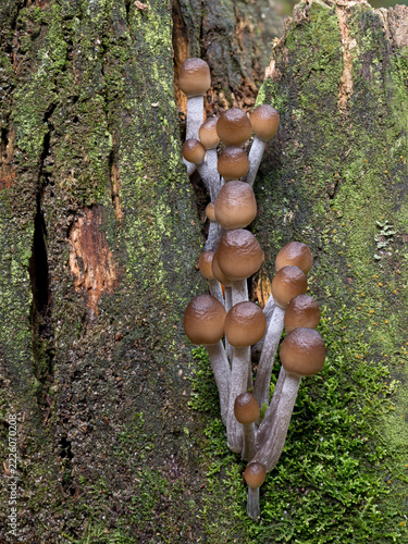 Clustered Bonnet, Mycena inclinata, a young cluster growing out of a tree stump.