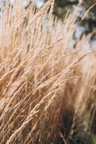 Abstract natural background of soft plants Cortaderia selloana. Pampas grass on a blurry bokeh, Dry reeds boho style. Fluffy stems of tall grass in autumn. Web banner