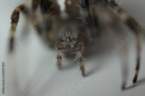 Fotografie kreuzspinne tier spinne makro kreuz
