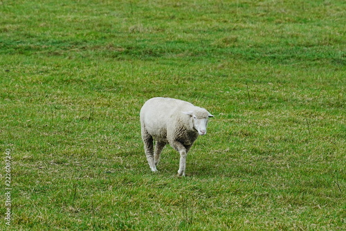 Single sheep standing in a green pasture