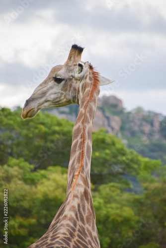 A portrait of a giraffe in a nature reserve in Africa