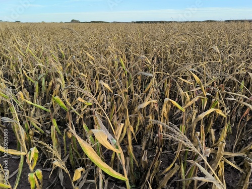 Withered corn crop in Brittany farmland, France, after heatwaves and severe drought in 2026. Climate change and agricultural consequences. Crop losses