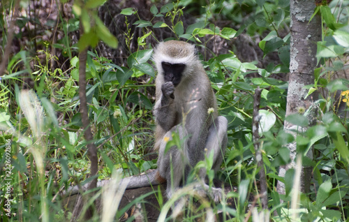 A vervet monkey in a nature reserve in Africa