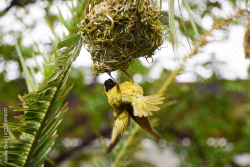 A yellow weaver bird builds his nest in a nature reserve in Africa