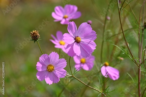 コスモスの花