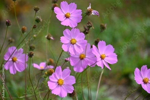 コスモスの花