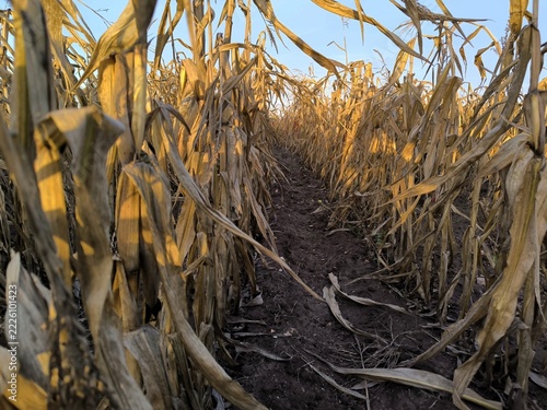Drought damaged maize fields with withered and dried corn plantations after extreme weather 2026 in summer in Europe.