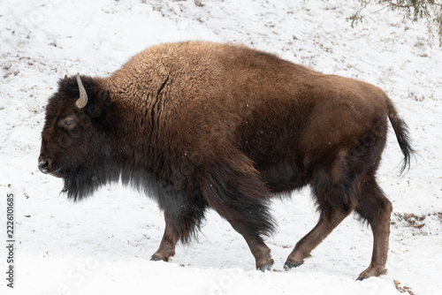 Wild American Bison in Yellowstone National Park