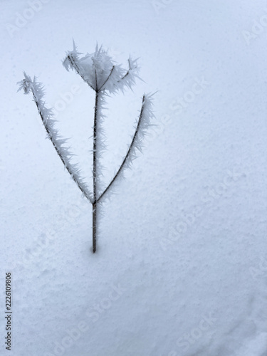 Frost Covered Plant Stems Against Snow With Winter Copy Space
