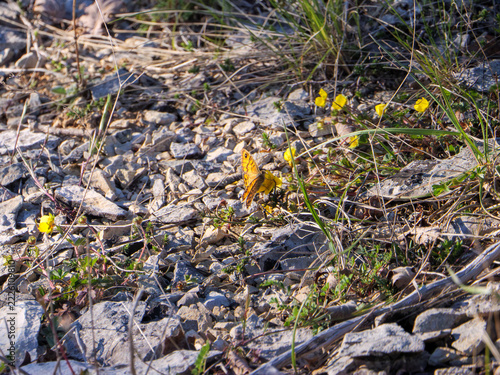 Wall Brown Butterfly Among Yellow Flowers On Rocky Ground