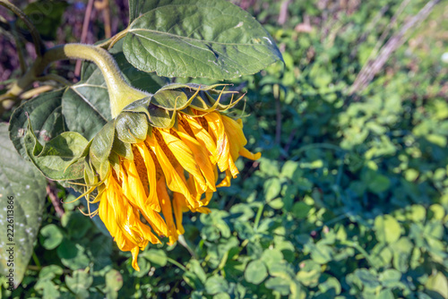 Close-up of a faded sunflower on a sunny day in the autumn season.
