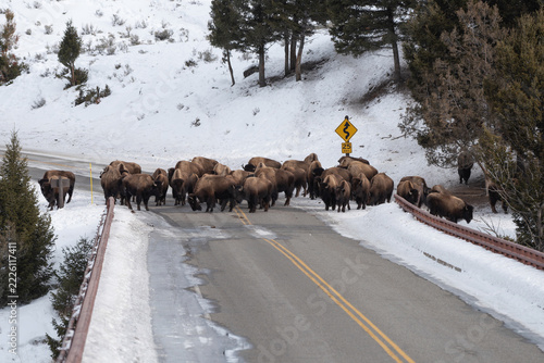 Herd of American Bison, Yellowstone National Park. Winter scene.