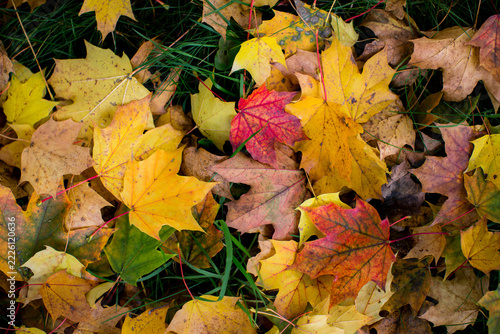 Colorful yellow orange and red fallen maple leaves scattered across green grass in autumn