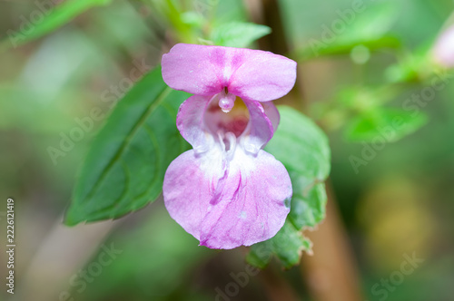 A close up of a lobelia shaped flower in a wood using a macro lens with green leaves in the background