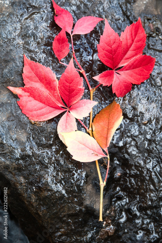 A fallen Maple branch with red and golden colours against a dark wet rock
