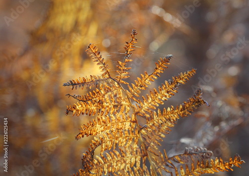 A close up of backlit Bracken, Pteridium, in golden Autumn light. Suffolk, England.