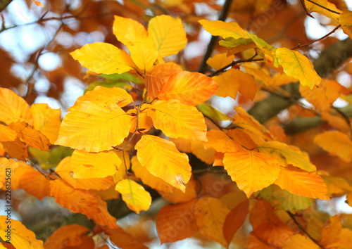 A close up of Common Beech leaves, Fagus sylvatica, in Autumn. Norfolk, England.