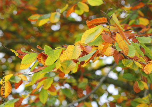 A close up of the Common Beech tree, Fagus sylvatica, in Autumn. Norfolk, England.