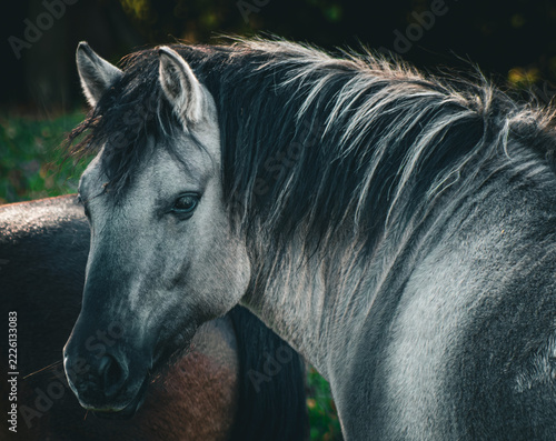 Majestic Grey Horse Closeup Portrait