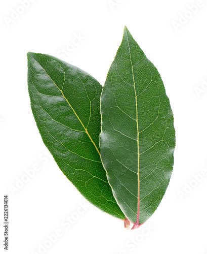 Fresh laurel leaves isolated on white background. Bay leaf herb. Clipping path. Top view.