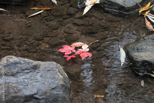 Red leaves float on clear water in a shallow stream. Dark rocks and a muddy bottom are visible, with other fallen leaves.
