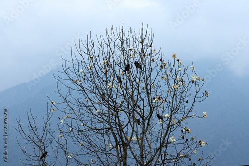 A tree with bare branches and some white flowers is populated by black birds. Mountains are seen through the fog in the background near the Annapurna Base Camp, Nepal