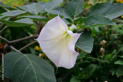 blooming datura in the garden

