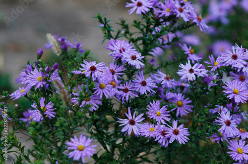 autumn asters with dew drops