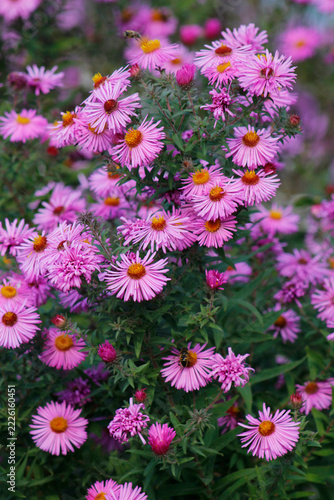 blooming pink chrysanthemums in the garden