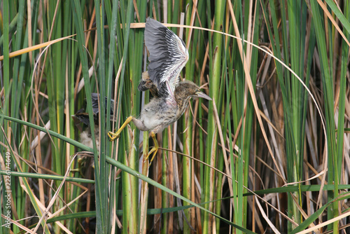 Juvenile Little Bittern (Ixobrychus minutus) balancing with spread wings while maneuvering through dense reed stems.