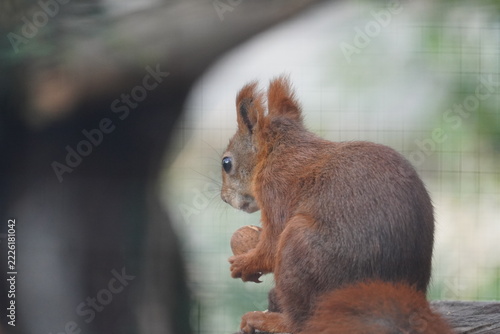 Red squirrel