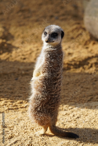Meerkat