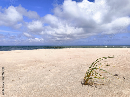 Lonely Dune Grass on Sandy Beach With Calm Ocean Horizon and Dramatic Cloudy Sky
