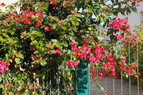 Vibrant bougainvillea pink flowers green fence sunny garden Italy. Mediterranean flora summer botanic romance vibrant natural beauty. Floral design landscaping gardening eco hospitality branding.