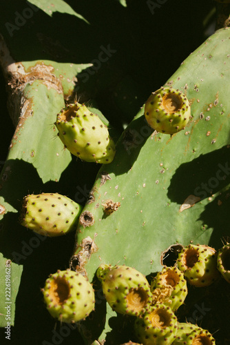 Fotografie prickly pear cactus