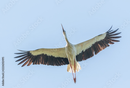 White Stork Flying Overhead in Clear Blue Sky